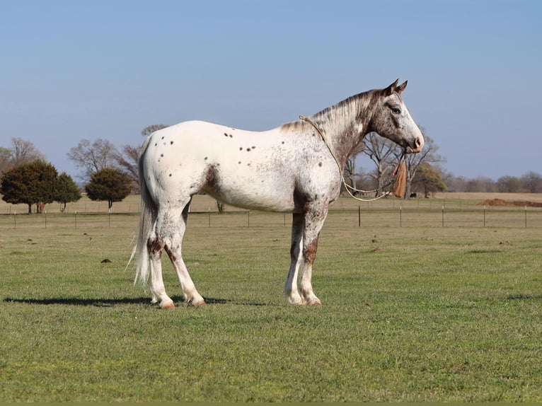 Pony of the Americas Stute 8 Jahre 145 cm Dunkelfuchs in Grand Saline