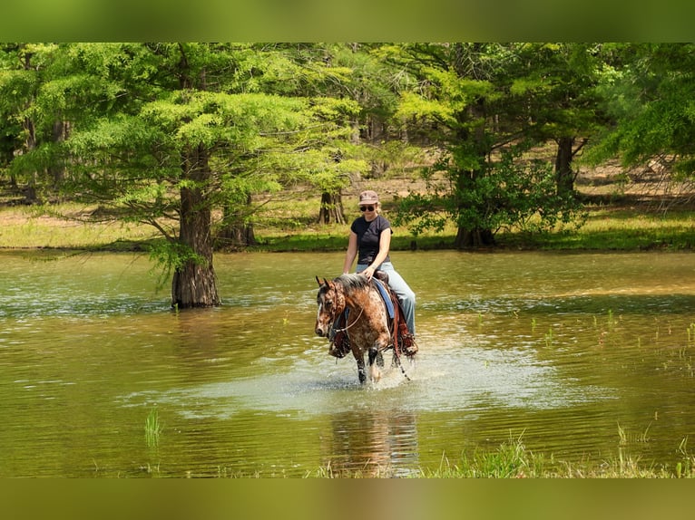 Pony of the Americas Stute 8 Jahre Dunkelfuchs in Quitman