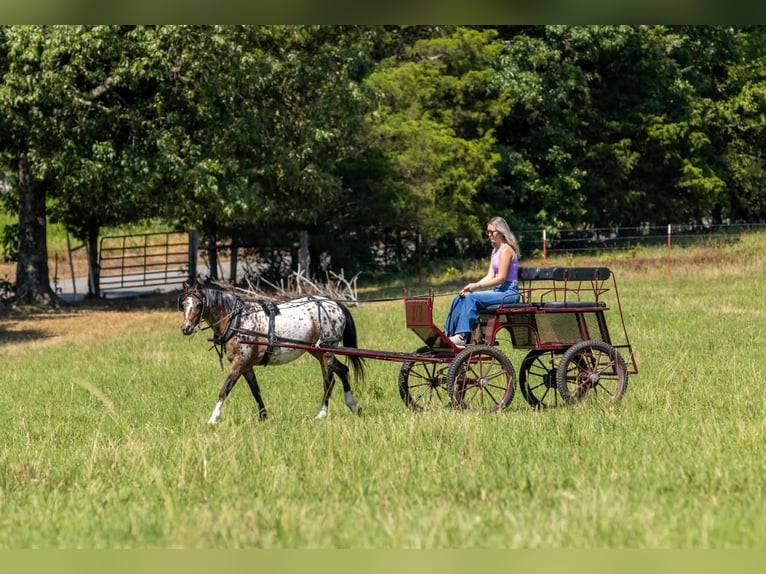 Pony of the Americas Stute 8 Jahre Dunkelfuchs in Quitman