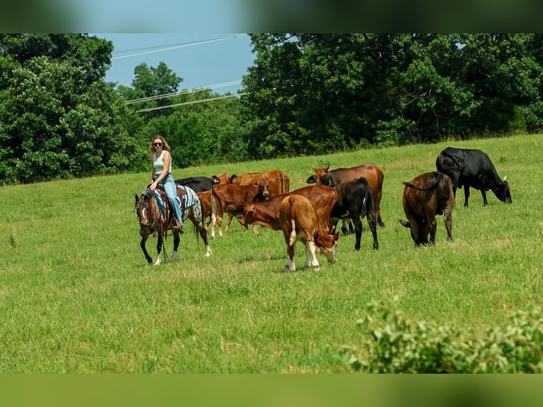 Pony of the Americas Stute 8 Jahre Dunkelfuchs in Quitman