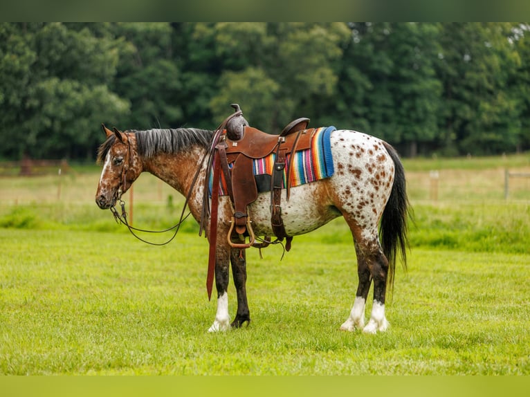Pony of the Americas Stute 8 Jahre Dunkelfuchs in Quitman