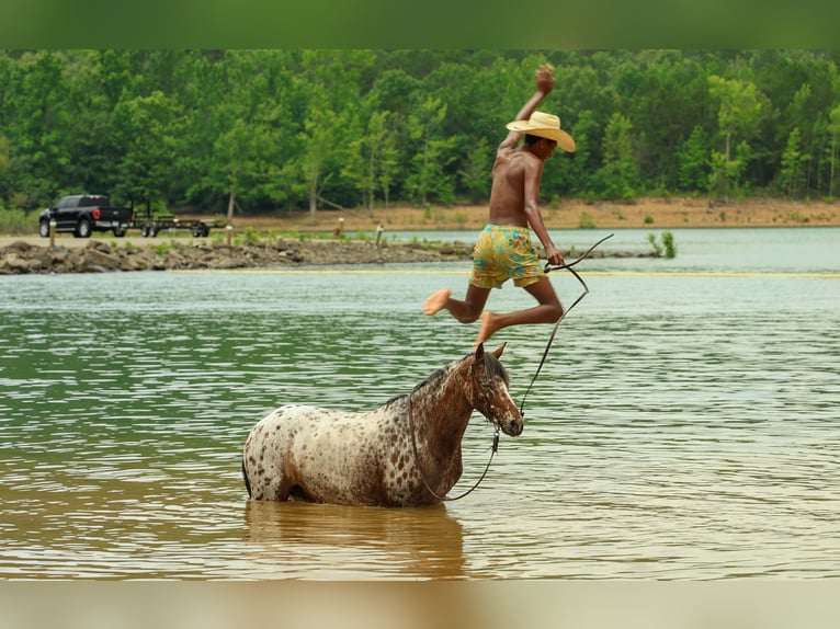 Pony of the Americas Stute 8 Jahre Dunkelfuchs in Quitman