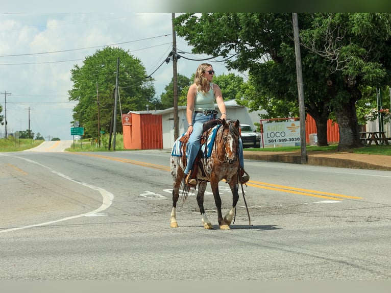 Pony of the Americas Stute 8 Jahre Dunkelfuchs in Quitman