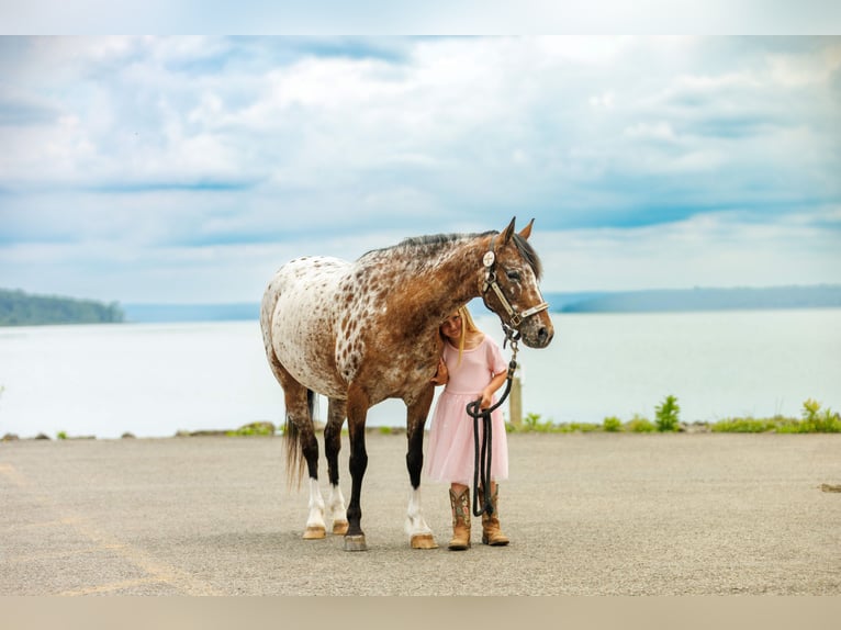 Pony of the Americas Stute 8 Jahre Dunkelfuchs in Quitman