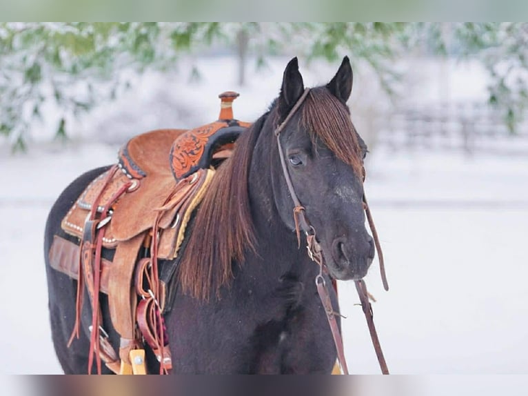 Pony of the Americas Stute 9 Jahre 135 cm Rappe in Rineyville, KY