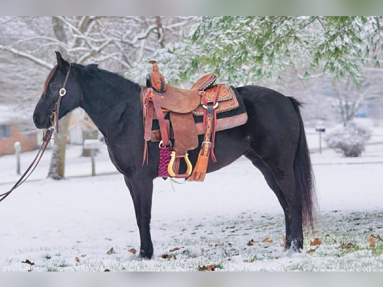 Pony of the Americas Stute 9 Jahre 135 cm Rappe in Rineyville, KY