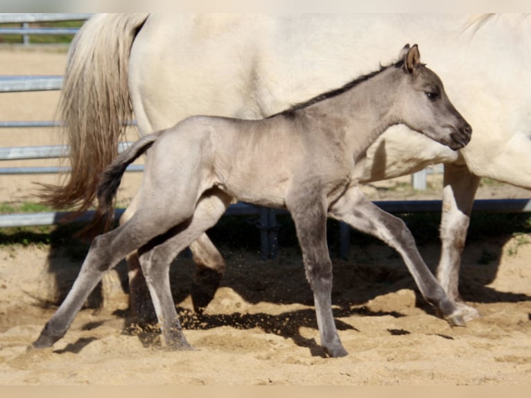 Pony of the Americas Stute Fohlen (01/2026) 145 cm Grullo in Quitzdorf am See