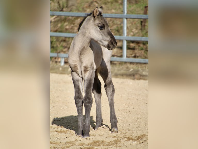 Pony of the Americas Stute Fohlen (01/2026) 145 cm Grullo in Quitzdorf am See