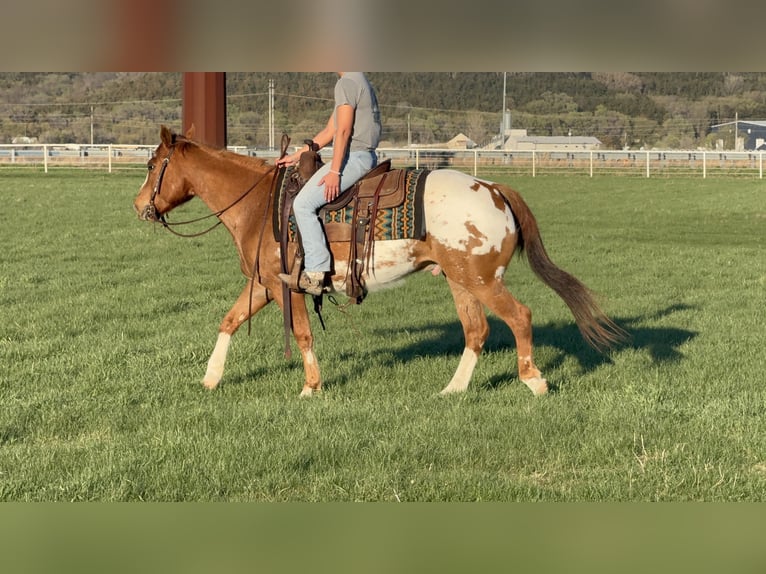 Pony of the Americas Wallach 10 Jahre 142 cm Rotfuchs in Cannon Falls
