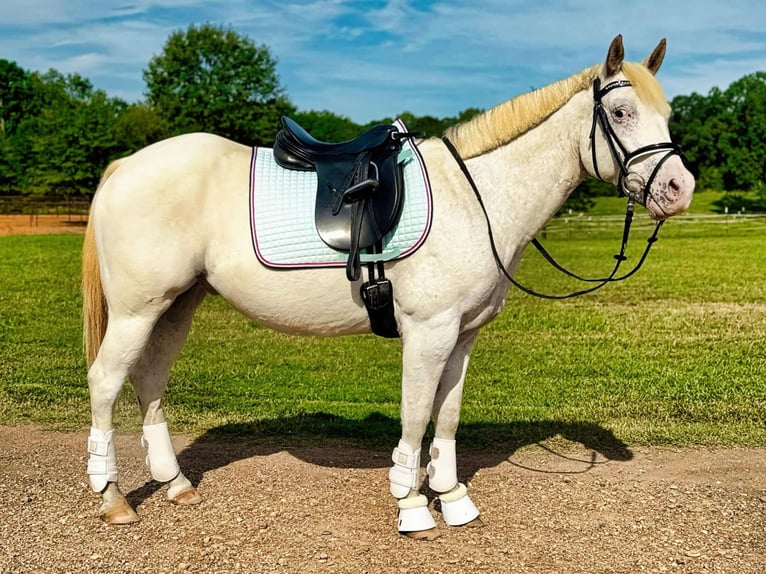 Pony of the Americas Wallach 10 Jahre 142 cm Schimmel in Texarkana TX