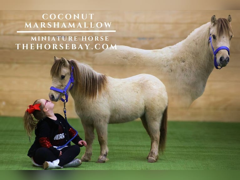 Pony of the Americas Wallach 10 Jahre 91 cm Buckskin in Corbin. KY