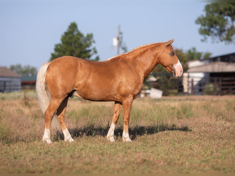 Pony of the Americas Wallach 10 Jahre Palomino in Weatherford TX