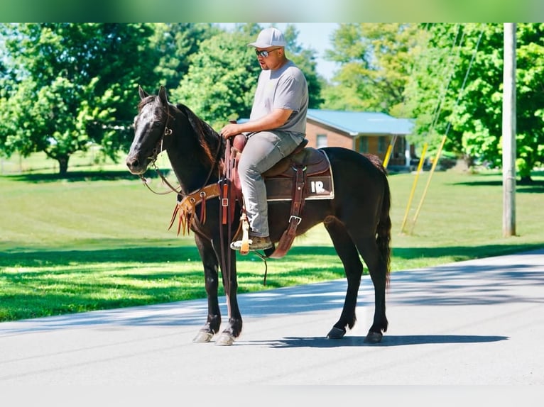 Pony of the Americas Wallach 11 Jahre 141 cm Rappe in Rineyville