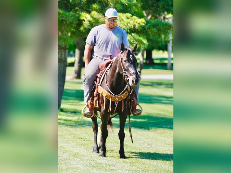 Pony of the Americas Wallach 11 Jahre 141 cm Rappe in Rineyville