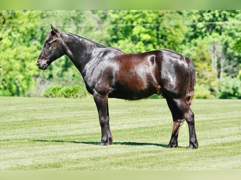 Pony of the Americas Wallach 11 Jahre 141 cm Rappe in Rineyville