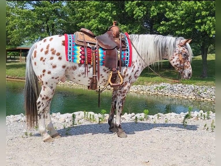 Pony of the Americas Wallach 11 Jahre in Robards, KY