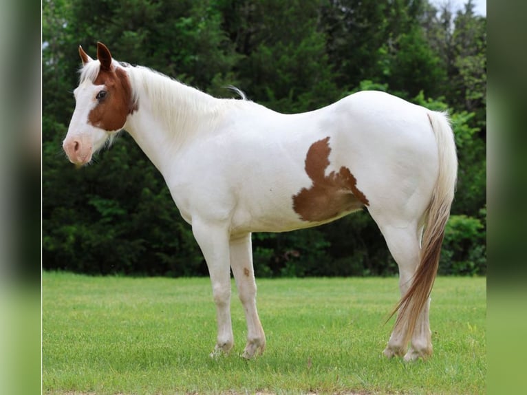 Pony of the Americas Wallach 12 Jahre 137 cm in Killdeer, ND