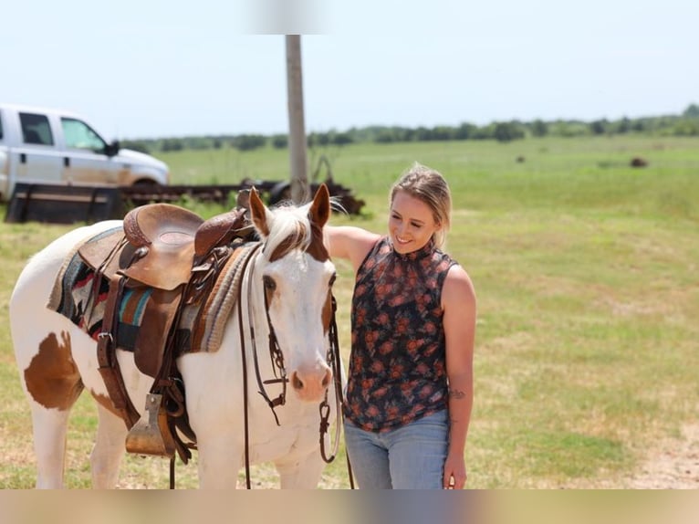 Pony of the Americas Wallach 12 Jahre 137 cm in Killdeer, ND