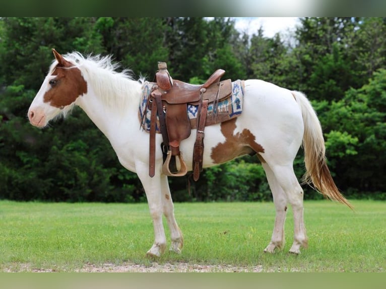 Pony of the Americas Wallach 12 Jahre 137 cm in Killdeer, ND