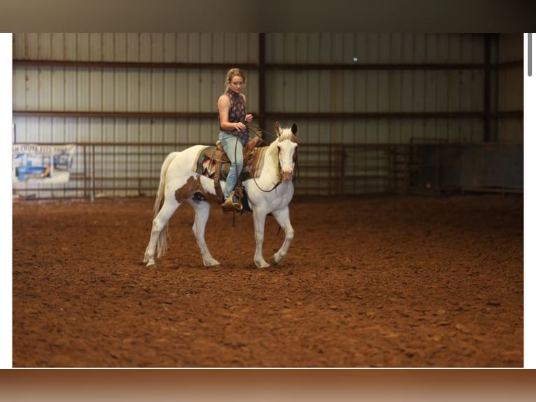 Pony of the Americas Wallach 12 Jahre 137 cm in Killdeer, ND