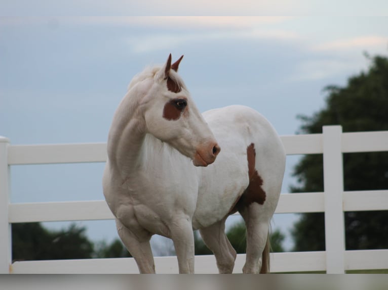 Pony of the Americas Wallach 12 Jahre 137 cm in Killdeer, ND