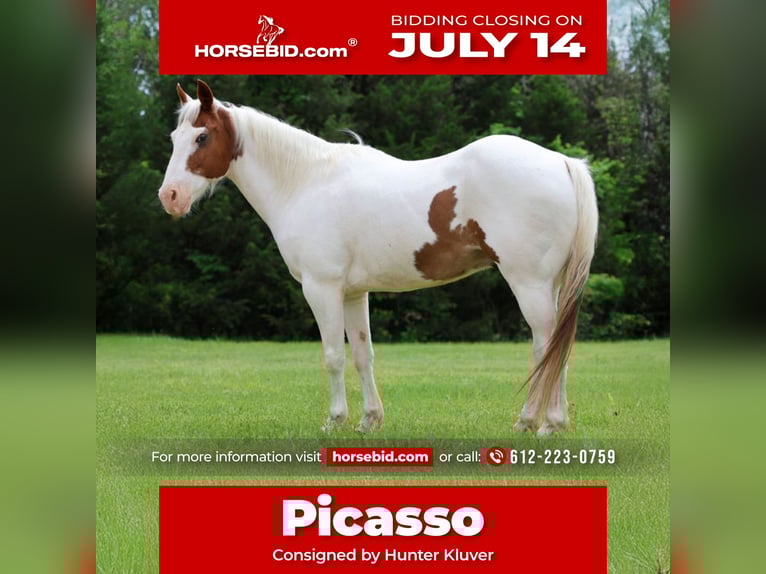 Pony of the Americas Wallach 12 Jahre 137 cm in Killdeer, ND