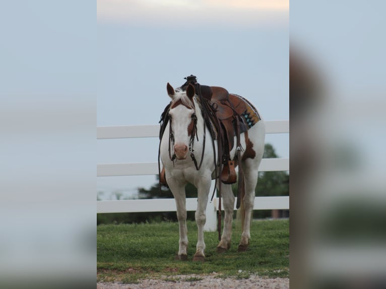 Pony of the Americas Wallach 12 Jahre 137 cm in Killdeer, ND