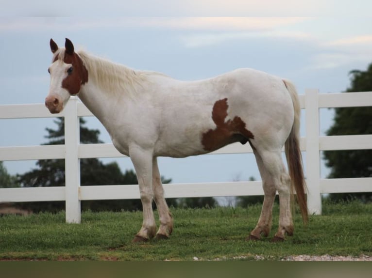 Pony of the Americas Wallach 12 Jahre 137 cm in Killdeer, ND