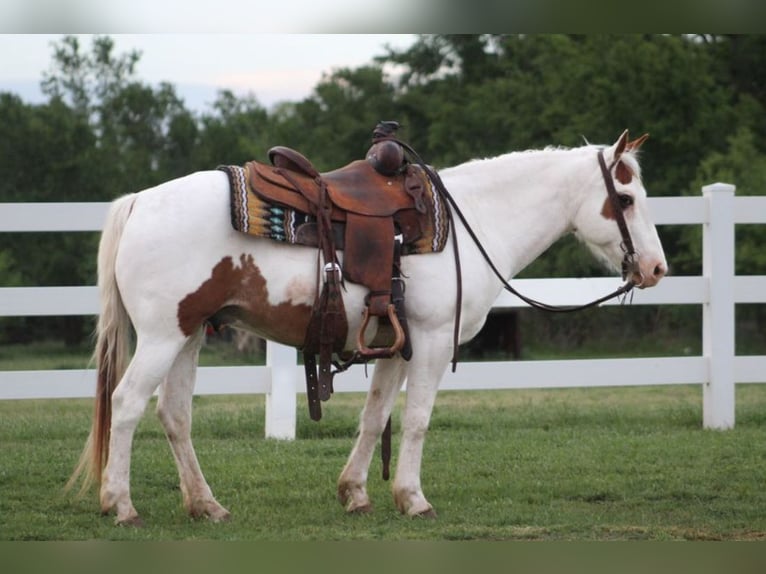 Pony of the Americas Wallach 12 Jahre 137 cm in Killdeer, ND