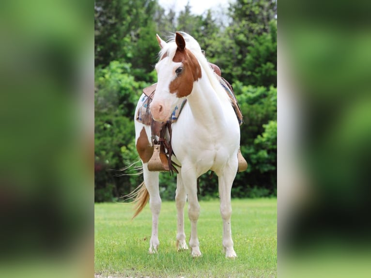 Pony of the Americas Wallach 12 Jahre 137 cm in Killdeer, ND
