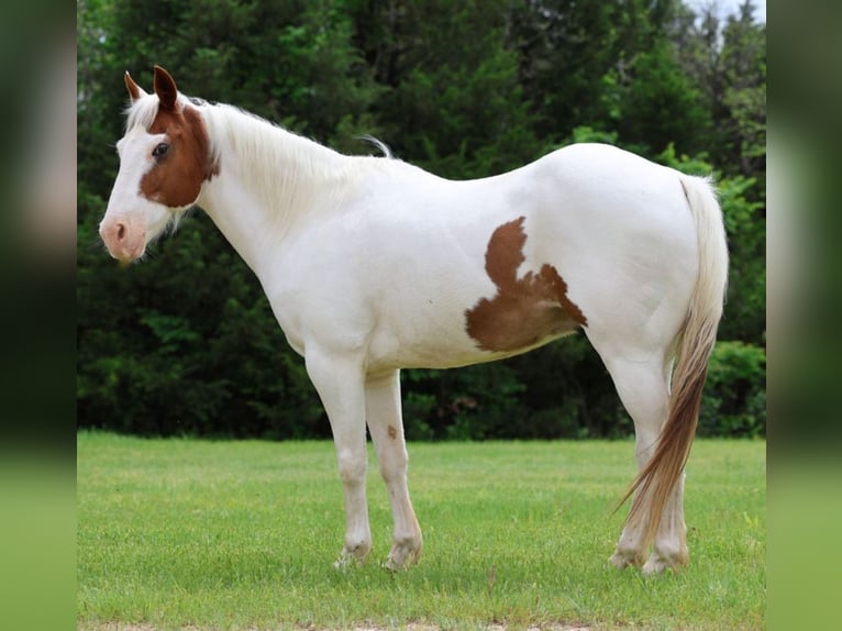 Pony of the Americas Wallach 12 Jahre 137 cm in Killdeer, ND