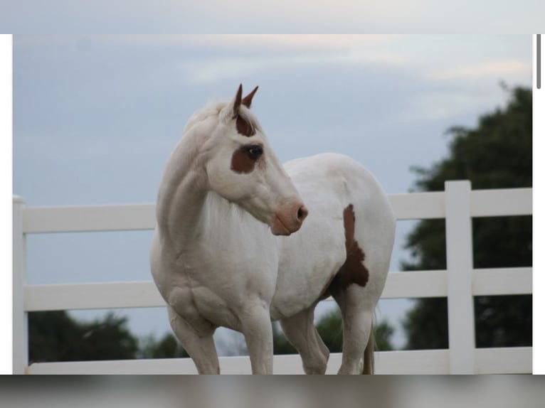 Pony of the Americas Wallach 12 Jahre 137 cm in Killdeer, ND