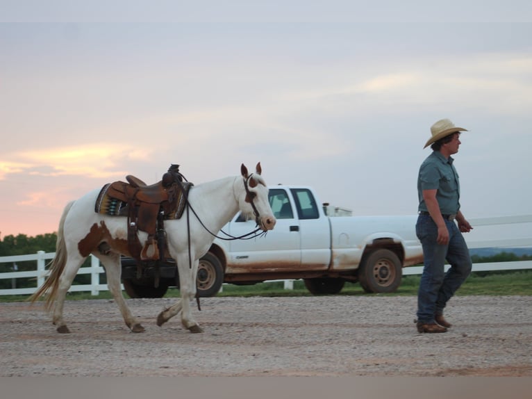 Pony of the Americas Wallach 12 Jahre 137 cm in Killdeer, ND