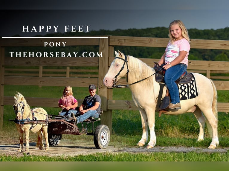 Pony of the Americas Wallach 12 Jahre Champagne in Crab Orchard, KY