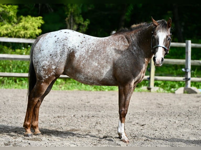 Pony of the Americas Wallach 12 Jahre Dunkelfuchs in Newfoundland