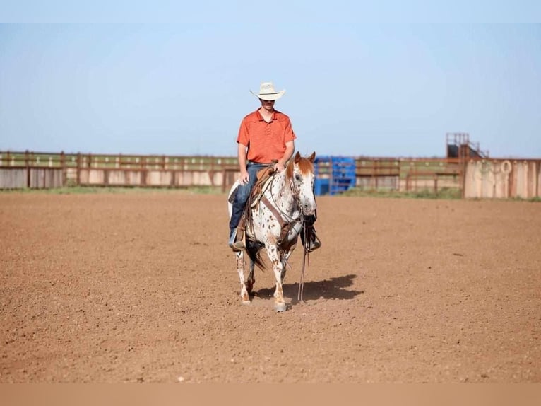 Pony of the Americas Wallach 13 Jahre 137 cm in Amarillo, TX