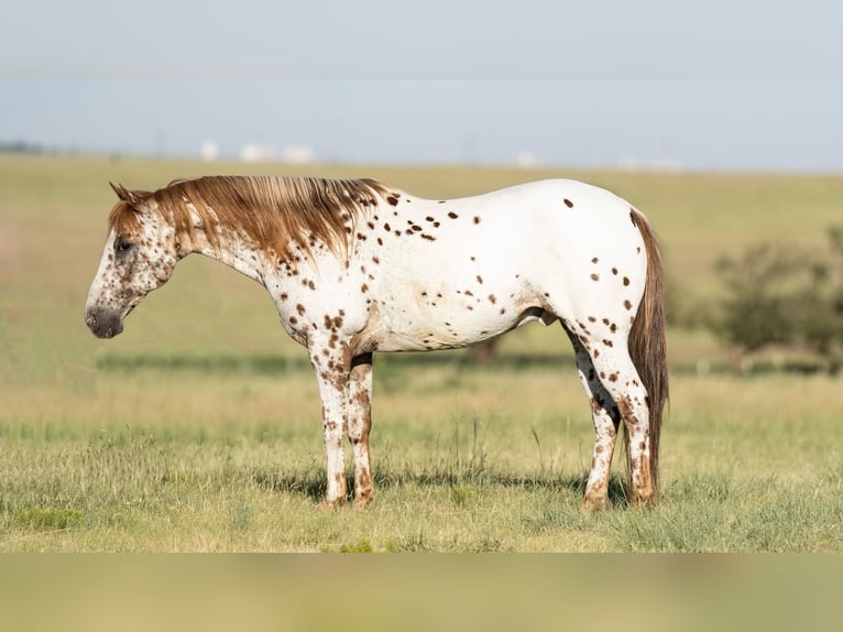 Pony of the Americas Wallach 13 Jahre 137 cm in Amarillo, TX