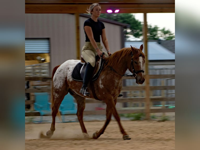 Pony of the Americas Wallach 13 Jahre 140 cm Roan-Red in Quitman AR