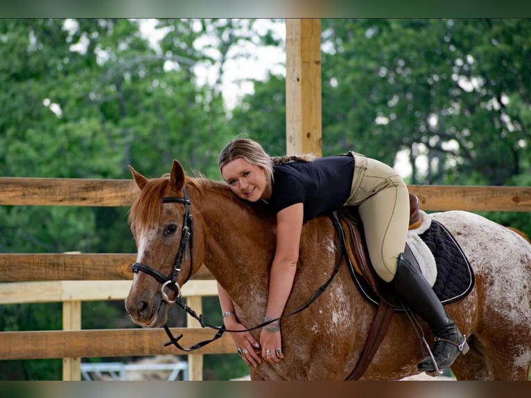 Pony of the Americas Wallach 13 Jahre 140 cm Roan-Red in Quitman AR