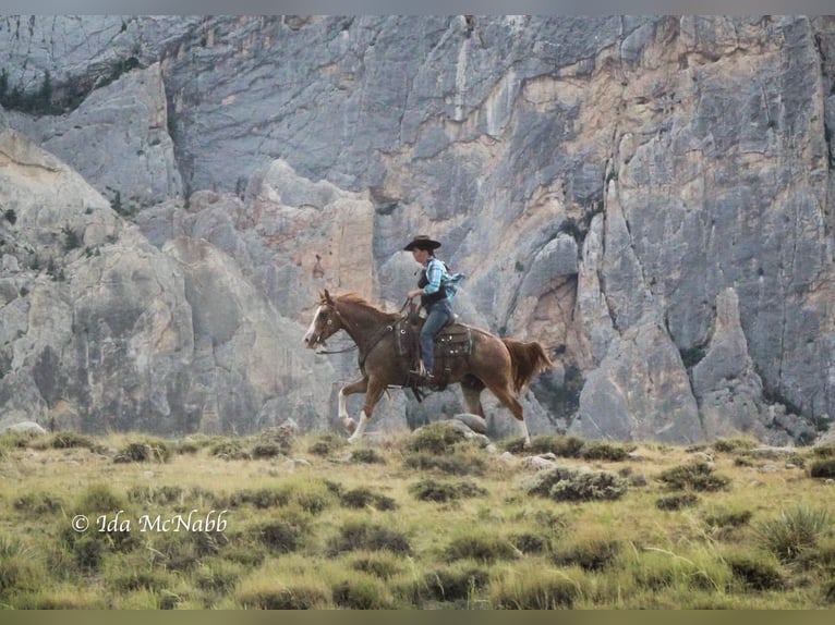 Pony of the Americas Wallach 13 Jahre 142 cm Roan-Red in Cody, WY