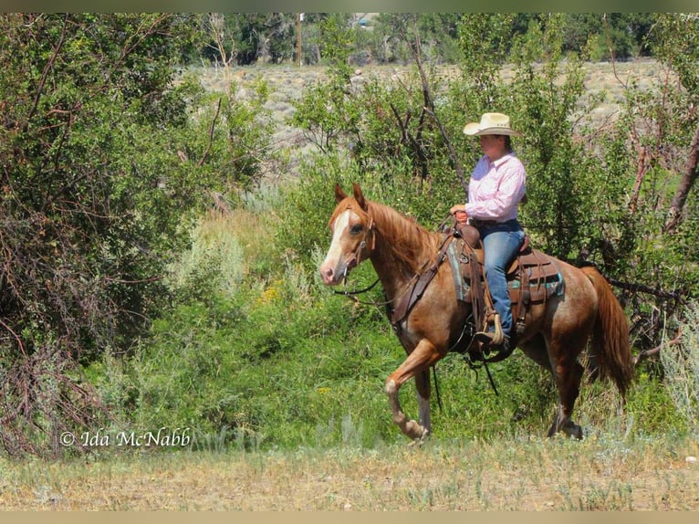 Pony of the Americas Wallach 13 Jahre 142 cm Roan-Red in Cody, WY