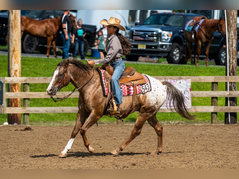 Pony of the Americas Wallach 13 Jahre Dunkelfuchs in Newfoundland
