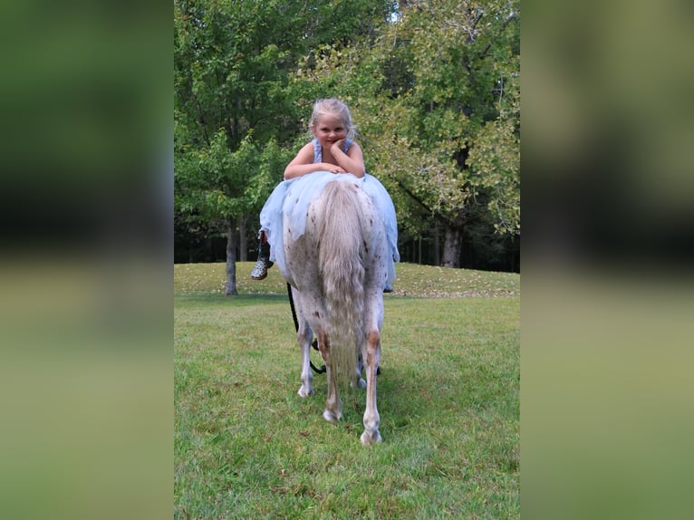 Pony of the Americas Wallach 14 Jahre 122 cm in Granville