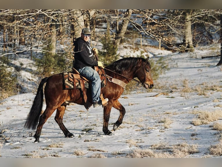Pony of the Americas Wallach 14 Jahre 142 cm Rotfuchs in Rineyville