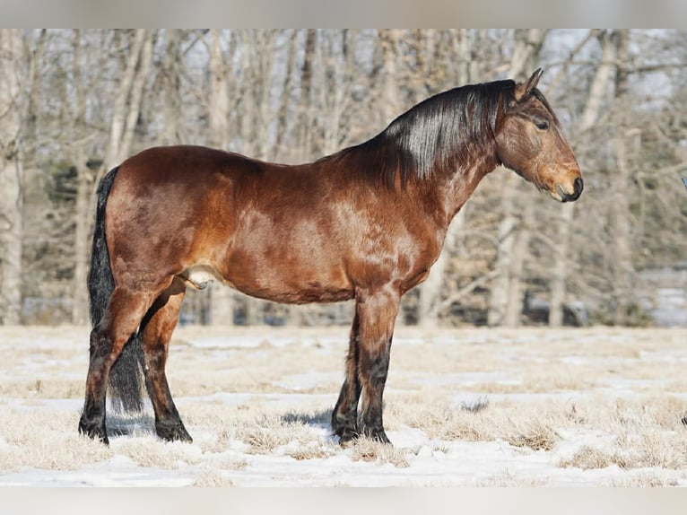 Pony of the Americas Wallach 14 Jahre 142 cm Rotfuchs in Rineyville