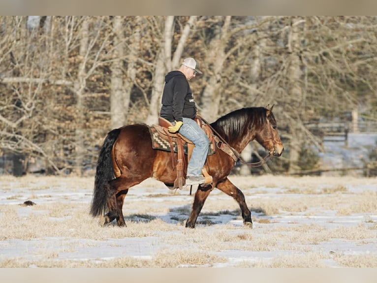 Pony of the Americas Wallach 14 Jahre 142 cm Rotfuchs in Rineyville