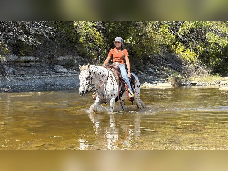 Pony of the Americas Wallach 14 Jahre Rotfuchs in Cleburne