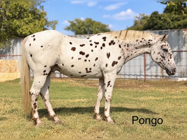 Pony of the Americas Wallach 14 Jahre Rotfuchs in Cleburne