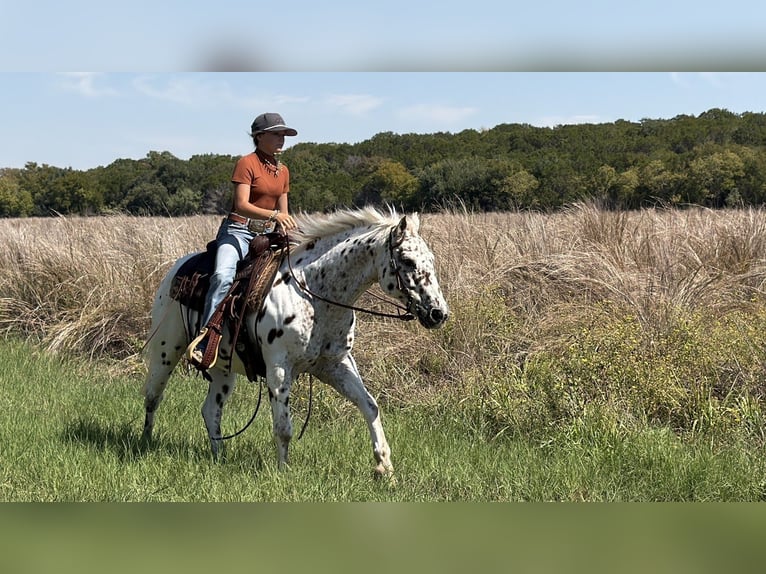 Pony of the Americas Wallach 14 Jahre Rotfuchs in Cleburne