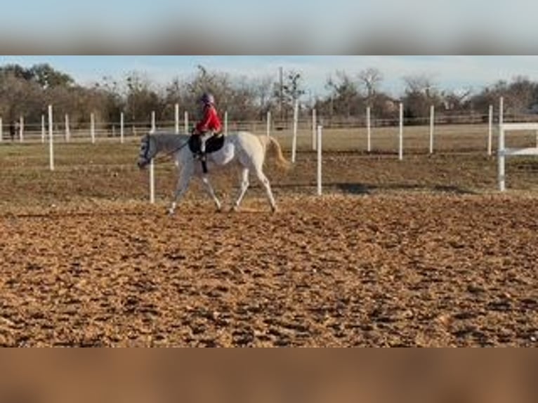 Pony of the Americas Wallach 15 Jahre 147 cm in Buckholts, TX